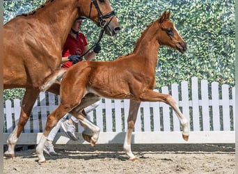 Westphalian, Stallion, Foal (02/2025), Chestnut