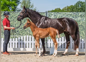 Westphalian, Stallion, Foal (03/2025), Chestnut