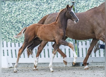 Westphalian, Stallion, , Chestnut