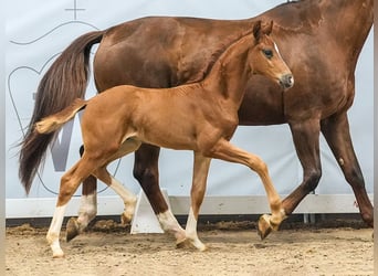 Westphalian, Stallion, Foal (05/2024), Chestnut