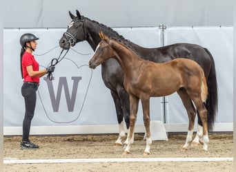 Westphalian, Stallion, Foal (02/2024), Chestnut