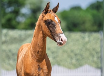 Westphalian, Stallion, , Chestnut