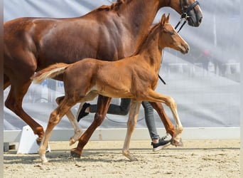 Westphalian, Stallion, Foal (06/2024), Chestnut