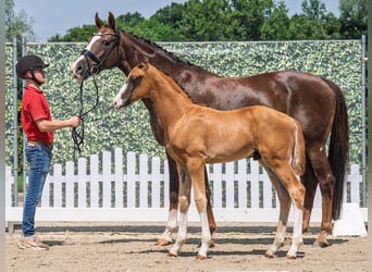 Westphalian, Stallion, , Chestnut