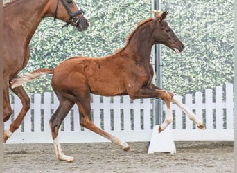 Westphalian, Stallion, , Chestnut