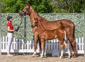 Westphalian, Stallion, Foal (02/2025), Chestnut
