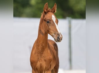 Westphalian, Stallion, Foal (06/2024), Chestnut