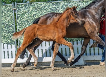 Westphalian, Stallion, , Chestnut