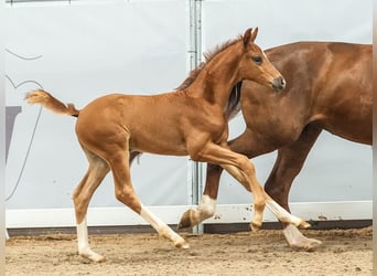 Westphalian, Stallion, Foal (05/2024), Chestnut