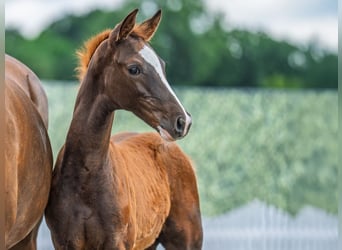 Westphalian, Stallion, , Chestnut