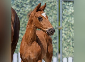 Westphalian, Stallion, Foal (03/2026), Chestnut