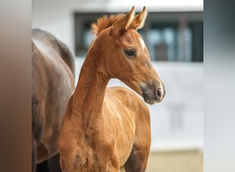 Westphalian, Stallion, Foal (05/2024), Chestnut