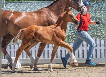 Westphalian, Stallion, Foal (05/2025), Chestnut