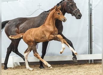 Westphalian, Stallion, Foal (05/2024), Chestnut