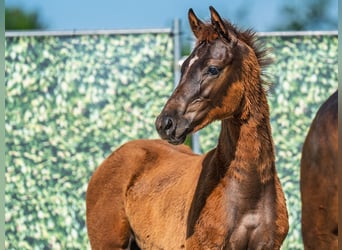 Westphalian, Stallion, , Chestnut