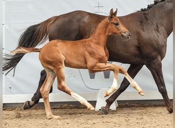 Westphalian, Stallion, Foal (05/2024), Chestnut