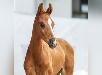 Westphalian, Stallion, Foal (05/2024), Chestnut