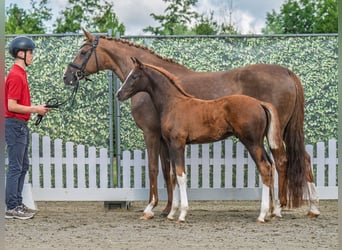 Westphalian, Stallion, , Chestnut