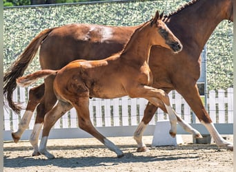 Westphalian, Stallion, Foal (05/2025), Chestnut