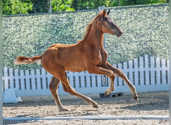 Westphalian, Stallion, , Chestnut