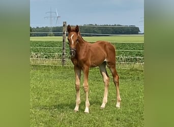 Westphalian, Stallion, , Chestnut