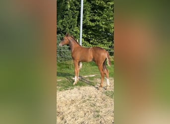 Westphalian, Stallion, Foal (05/2024), Chestnut