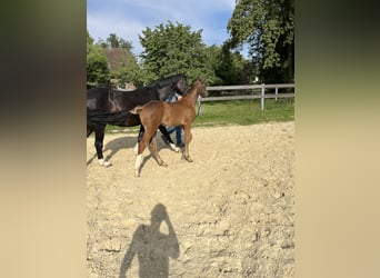 Westphalian, Stallion, Foal (05/2024), Chestnut