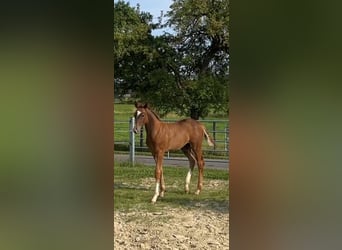 Westphalian, Stallion, Foal (05/2024), Chestnut