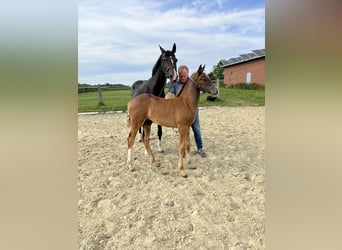 Westphalian, Stallion, Foal (05/2024), Chestnut