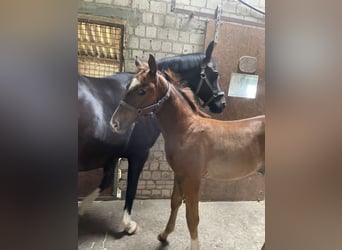 Westphalian, Stallion, Foal (05/2024), Chestnut