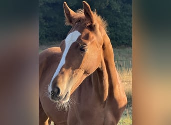 Westphalian, Stallion, Foal (04/2025), Chestnut
