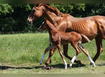 Westphalian, Stallion, Foal (04/2025), Chestnut