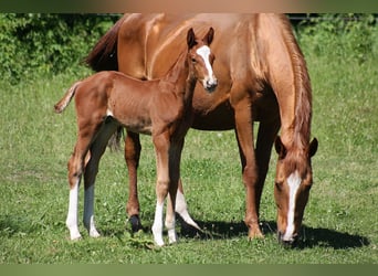 Westphalian, Stallion, Foal (04/2025), Chestnut