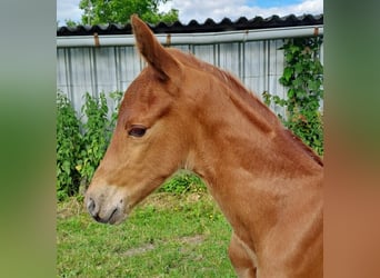 Westphalian, Stallion, Foal (06/2024), Chestnut-Red