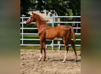 Westphalian, Stallion, Foal (04/2026), Chestnut-Red