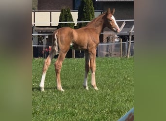 Westphalian, Stallion, Foal (04/2026), Chestnut-Red