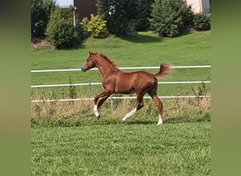 Westphalian, Stallion, Foal (04/2026), Chestnut-Red
