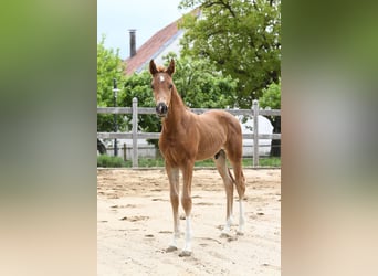Westphalian, Stallion, , Chestnut-Red