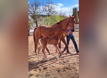 Westphalian, Stallion, , Chestnut-Red