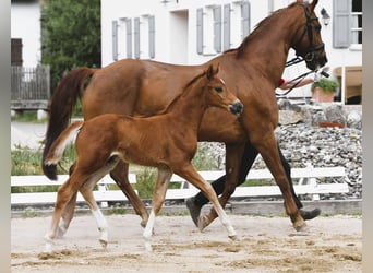 Westphalian, Stallion, , Chestnut-Red