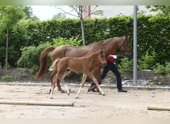 Westphalian, Stallion, , Chestnut-Red