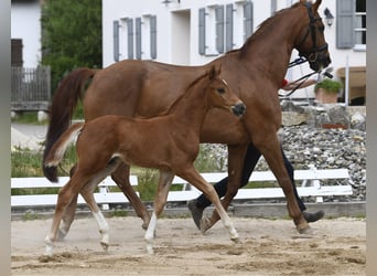 Westphalian, Stallion, Foal (04/2025), Chestnut-Red