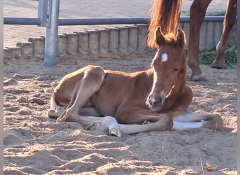 Westphalian, Stallion, , Chestnut-Red
