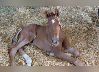 Westphalian, Stallion, , Chestnut-Red