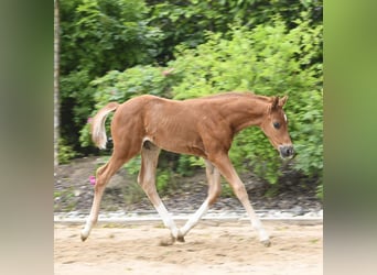 Westphalian, Stallion, , Chestnut-Red