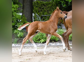 Westphalian, Stallion, , Chestnut-Red
