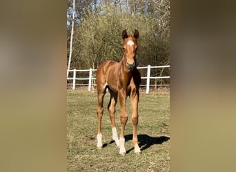 Westphalian, Stallion, Foal (03/2025), Chestnut-Red