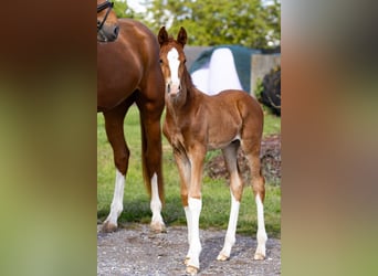 Westphalian, Stallion, Foal (04/2026), Chestnut-Red