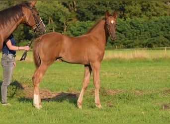 Westphalian, Stallion, Foal (05/2024), Chestnut-Red