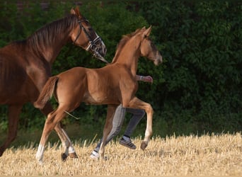 Westphalian, Stallion, Foal (05/2024), Chestnut-Red